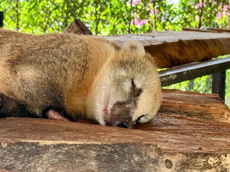 Téléchargez les photos : La photographie d'un animal endormi sur un banc en bois dans un parc. - en image libre de droit
