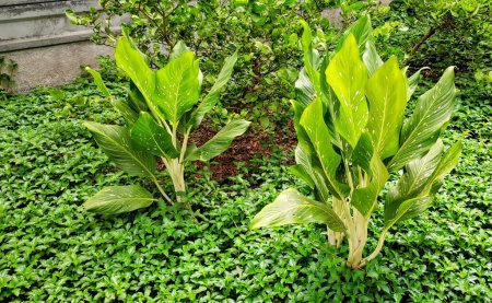 une photographie de deux plantes vertes dans un jardin avec un mur de pierre.