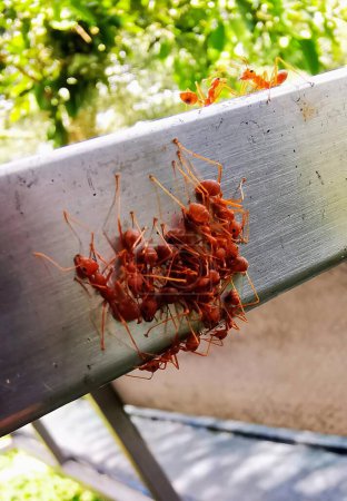 una fotografía de un montón de hormigas arrastrándose en un banco de metal.