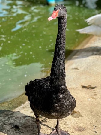 una fotografía de un cisne negro parado sobre una roca cerca de un cuerpo de agua.