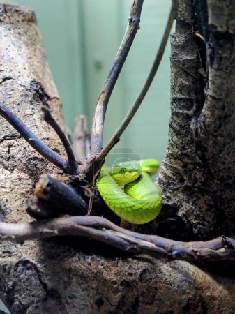 eine Fotografie einer grünen Schlange, die sich auf einem Ast zusammengerollt hat.
