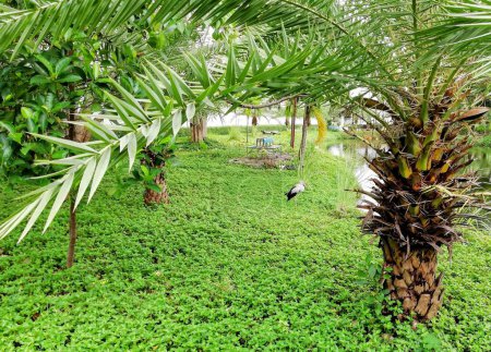 una fotografía de una palmera en un exuberante campo verde.