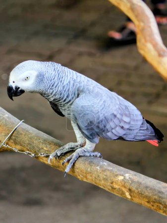 eine Fotografie eines Papageis, der in einem Zoo auf einem Ast hockt.
