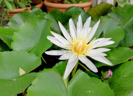 a photography of a white flower with yellow center surrounded by green leaves.