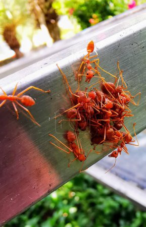 a photography of a group of red ants crawling on a metal rail.