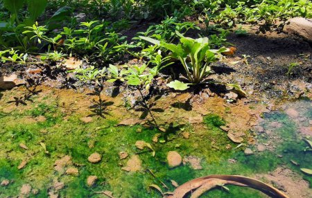 una fotografía de un estanque con mucha agua y plantas.