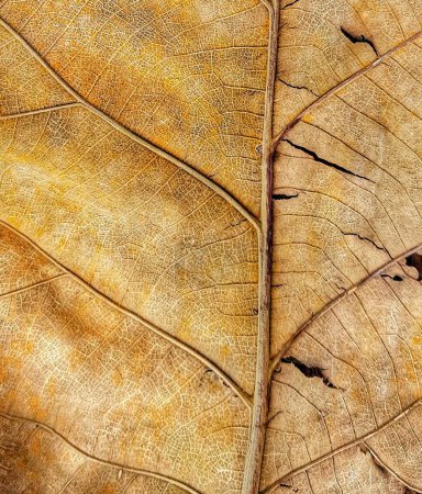 a photography of a close up of a leaf with a brown background.