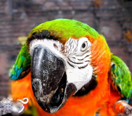 a photography of a parrot with a green and yellow head and a red beak.