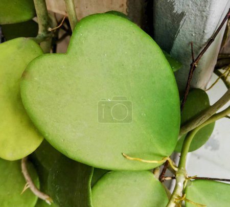 Foto de Una fotografía de una planta con una hoja en forma de corazón en ella. - Imagen libre de derechos