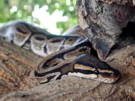 Téléchargez les photos : Une photographie d'un serpent sur une branche d'arbre avec un fond flou. - en image libre de droit