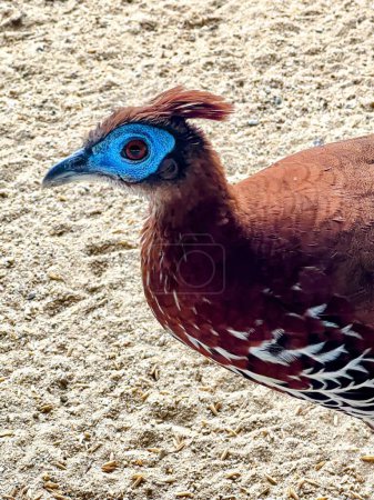 una fotografía de un pájaro con una cabeza azul y un cuerpo marrón.