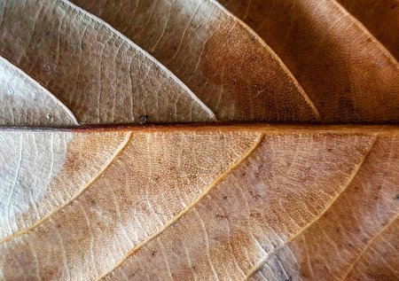 a photography of a close up of a leaf with a brown and white pattern.