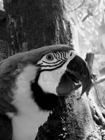 eine Fotografie eines Papageis mit einem sehr großen Auge und einem sehr langen Schnabel.