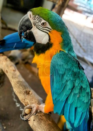 eine Fotografie eines farbenfrohen Papageis, der auf einem Ast hockt.