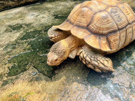 una fotografía de una tortuga sobre una roca con un fondo borroso.