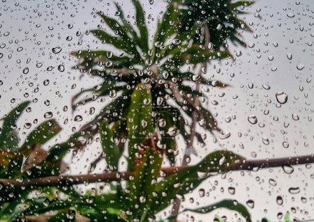 a photography of a palm tree is seen through a rain covered window.