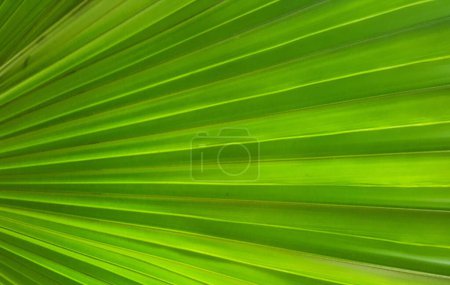 eine Fotografie eines grünen Palmblattes mit verschwommenem Hintergrund.