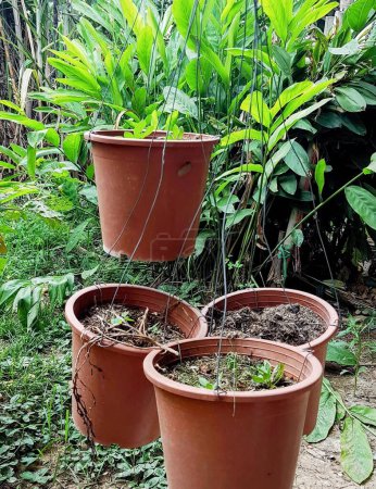 une photographie de trois pots de plantes dans un jardin avec beaucoup de feuilles.
