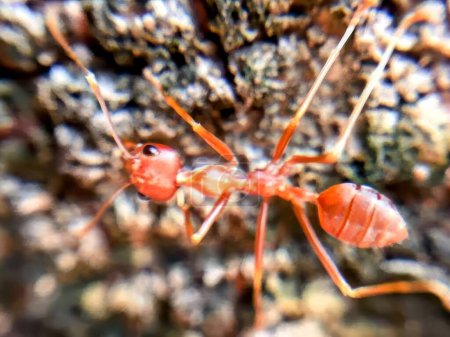 eine Fotografie einer roten Ameise, die auf einem Baumstamm kriecht.