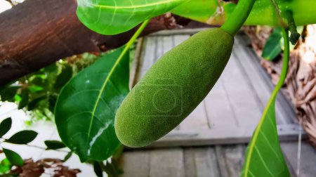 Téléchargez les photos : Une photographie d'un fruit vert suspendu à une branche d'arbre. - en image libre de droit