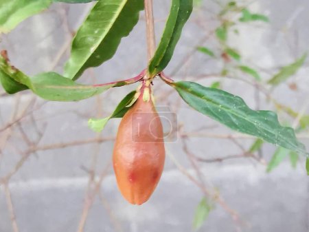 eine Fotografie einer Frucht, die an einem Ast mit Blättern hängt.