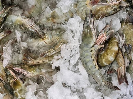 Téléchargez les photos : Une photographie d'un groupe de crevettes assis sur la glace. - en image libre de droit