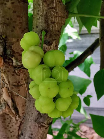 a photography of a bunch of grapes hanging from a tree.