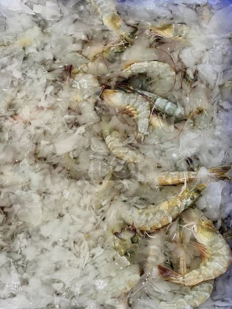 une photographie d'un groupe de crevettes assis sur la glace.