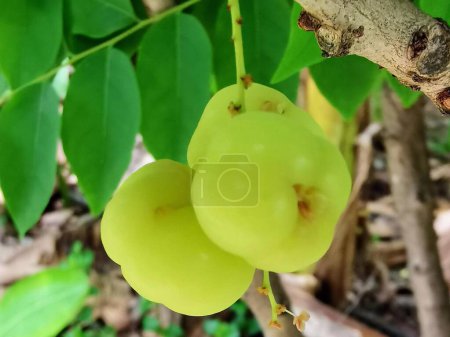 Téléchargez les photos : Une photographie d'un bouquet de fruits verts accroché à un arbre. - en image libre de droit
