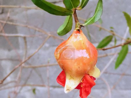a photography of a pomegranate hanging from a tree branch.