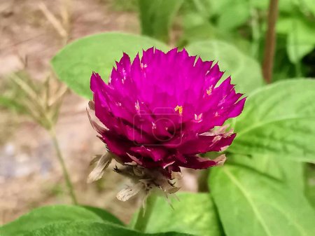 a photography of a purple flower with a green leaf in the background.