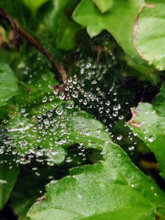 a photography of a spider web in the middle of a leafy area.