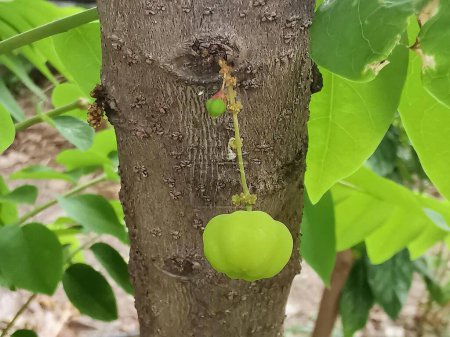 Téléchargez les photos : Une photographie d'un fruit vert suspendu à une branche d'arbre. - en image libre de droit