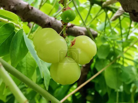 una fotografía de un racimo de uvas verdes colgando de un árbol.