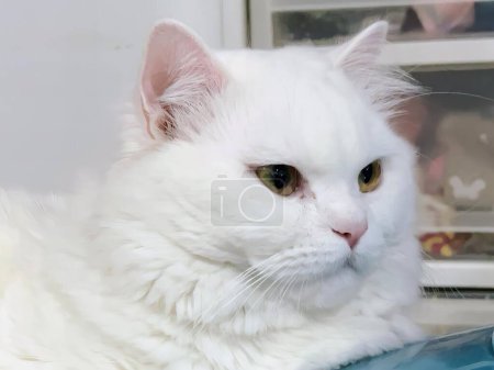 Téléchargez les photos : Une photographie d'un chat blanc posé sur un oreiller bleu. - en image libre de droit