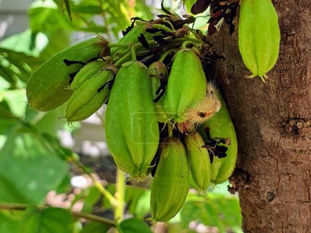 Téléchargez les photos : Une photographie d'un bouquet de bananes vertes suspendues à un arbre. - en image libre de droit