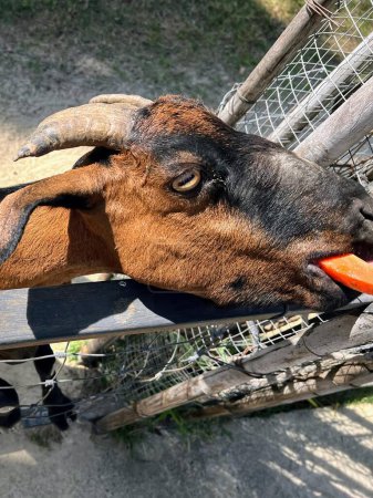 eine Fotografie einer Ziege mit einer Karotte im Mund.