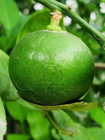 una fotografía de una fruta verde colgando de una rama de árbol.