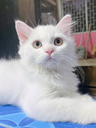 Téléchargez les photos : Une photographie d'un chat blanc posé sur une table bleue. - en image libre de droit