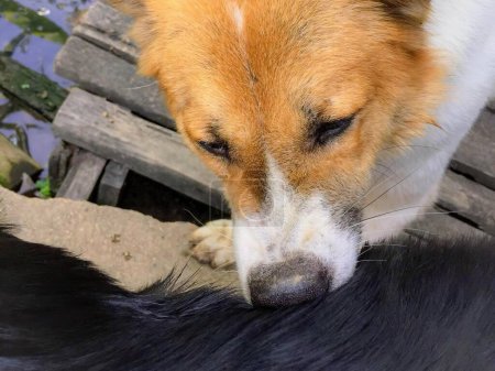 Téléchargez les photos : Une photographie d'un chien reniflant le nez d'un chien sur un banc en bois. - en image libre de droit