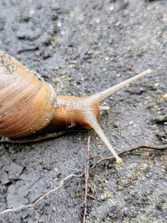a photography of a snail crawling on the ground with its shell exposed.