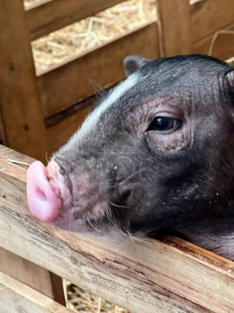 eine Fotografie eines Schweins, das seine Zunge aus einem Holzzaun ragt.