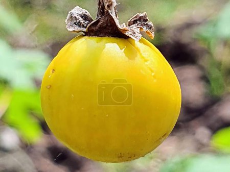 Téléchargez les photos : Une photographie d'un fruit jaune suspendu à une branche d'arbre. - en image libre de droit