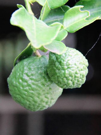 a photography of two limes hanging from a tree branch.