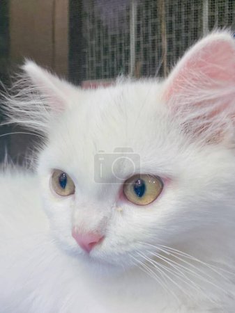 Téléchargez les photos : Une photographie d'un chat blanc aux yeux bleus et au nez rose. - en image libre de droit