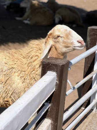 eine Fotografie eines Schafes, das sich in einem Gehege über einen Zaun lehnt.