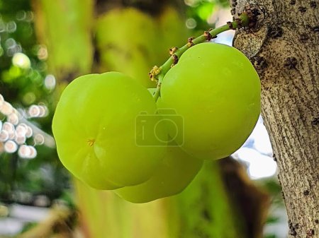Téléchargez les photos : Une photographie de deux raisins verts suspendus à un arbre. - en image libre de droit