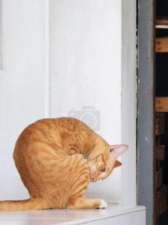 Téléchargez les photos : Une photographie d'un chat assis sur un réfrigérateur. - en image libre de droit