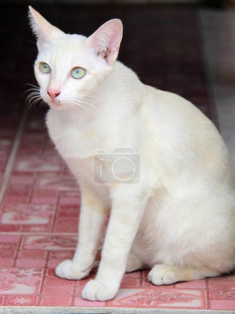 Téléchargez les photos : Une photographie d'un chat blanc assis sur un sol de tuiles rouges. - en image libre de droit
