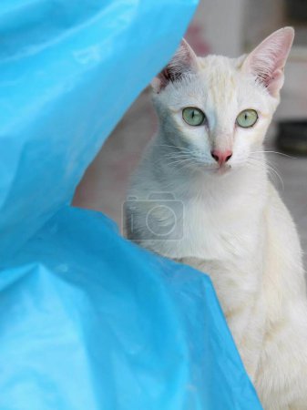 Téléchargez les photos : Une photographie d'un chat blanc assis sur un sac bleu. - en image libre de droit